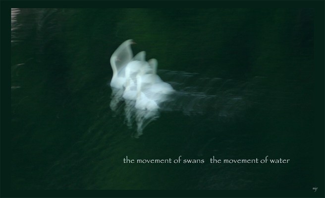 movementofswanshaiga