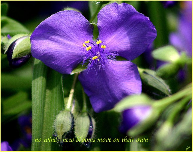 bluebells (2017_10_29 18_53_40 utc)