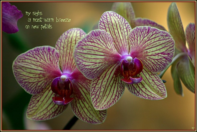 orchids (2018_05_07 17_24_09 utc)