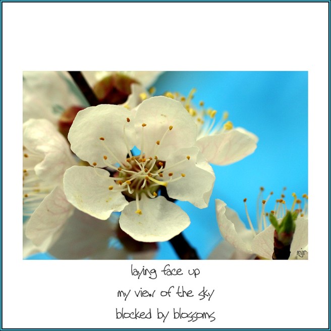 blockedbyblossoms (2017_10_29 18_53_40 UTC)