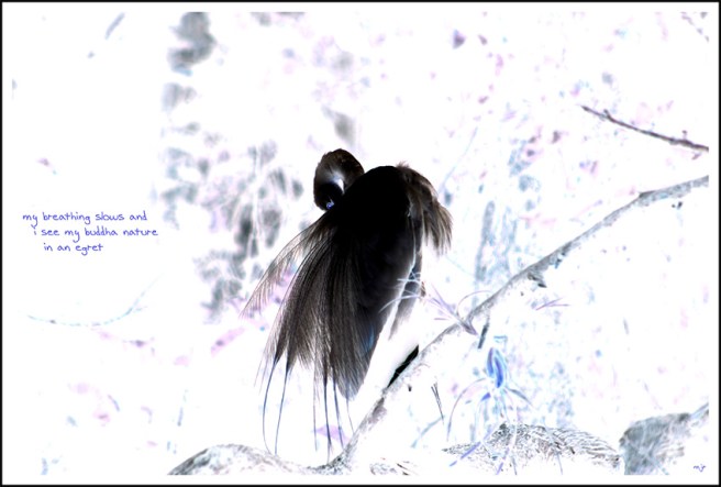 egret3 (2018_05_07 17_24_09 UTC)