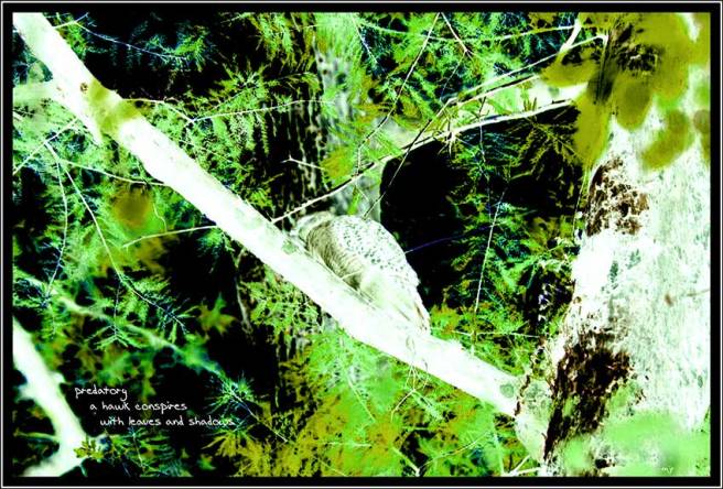 hawkinacypress (2017_10_29 18_53_40 UTC)